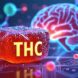 Illustration of a THC gummy alongside a depiction of THC molecular structure interacting with a cross-section of a human brain, highlighting medical innovation and therapeutic benefits.